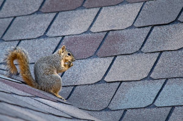 Iowa City Wildlife Removal