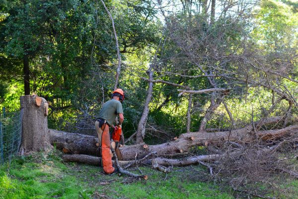 Iowa City Tree Removal